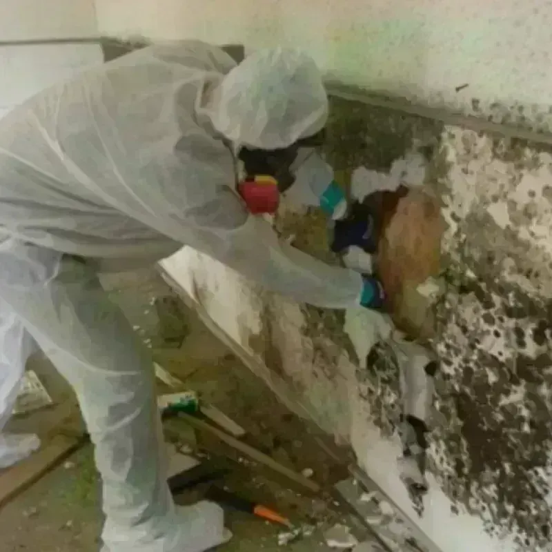 Mold Remediation and Removal in La Harpe, IL